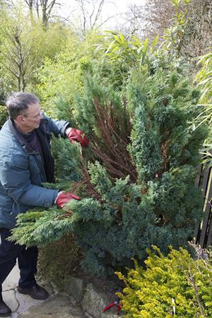 نحوه ی هرس شبه سرو لاوسون - فوت و فن های باغبانی